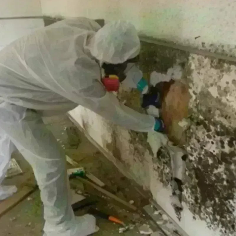 Mold Remediation and Removal in Parker, TX